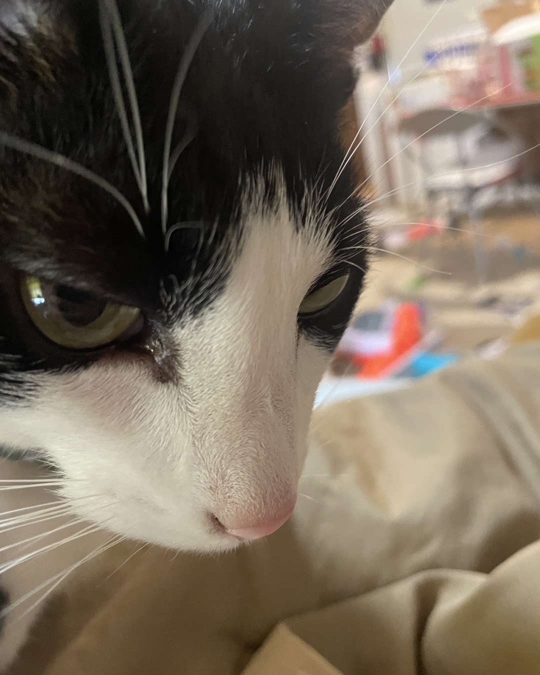 ReyRey — Cat, Kitten