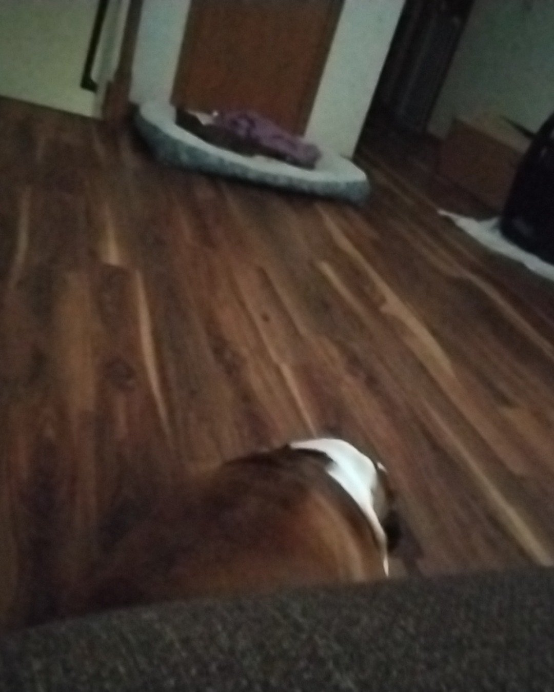 Bobo not becker the English bulldog. Floor, Flooring, Wood, Hardwood, Indoors, Interior Design