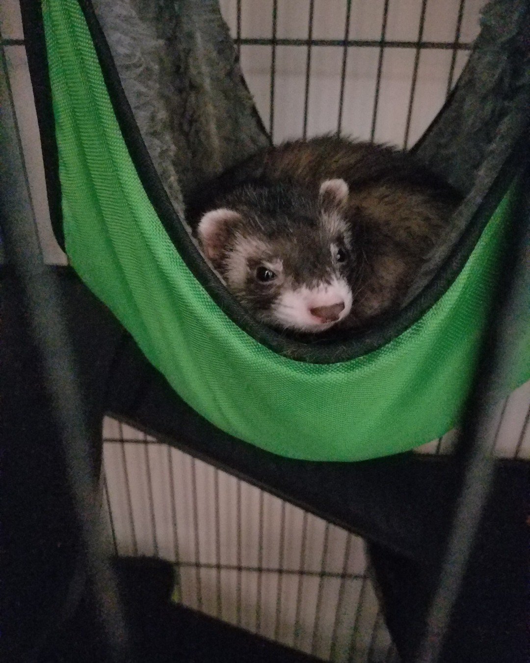 Oto n moto the ferret. Furniture, Pig, Ferret