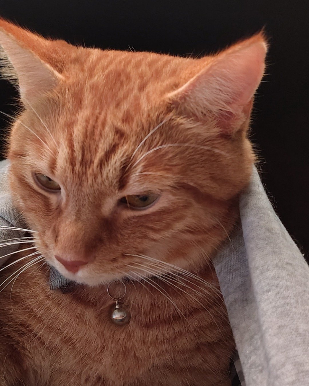 Pumpkin the Ginger. Abyssinian, Cat