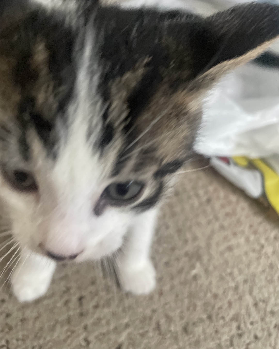 ReyRey. Cat, Kitten