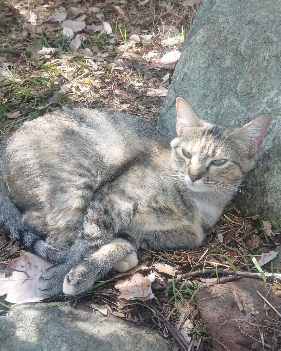 kittens. Slate, Rock, Soil, Abyssinian, Cat, Kitten