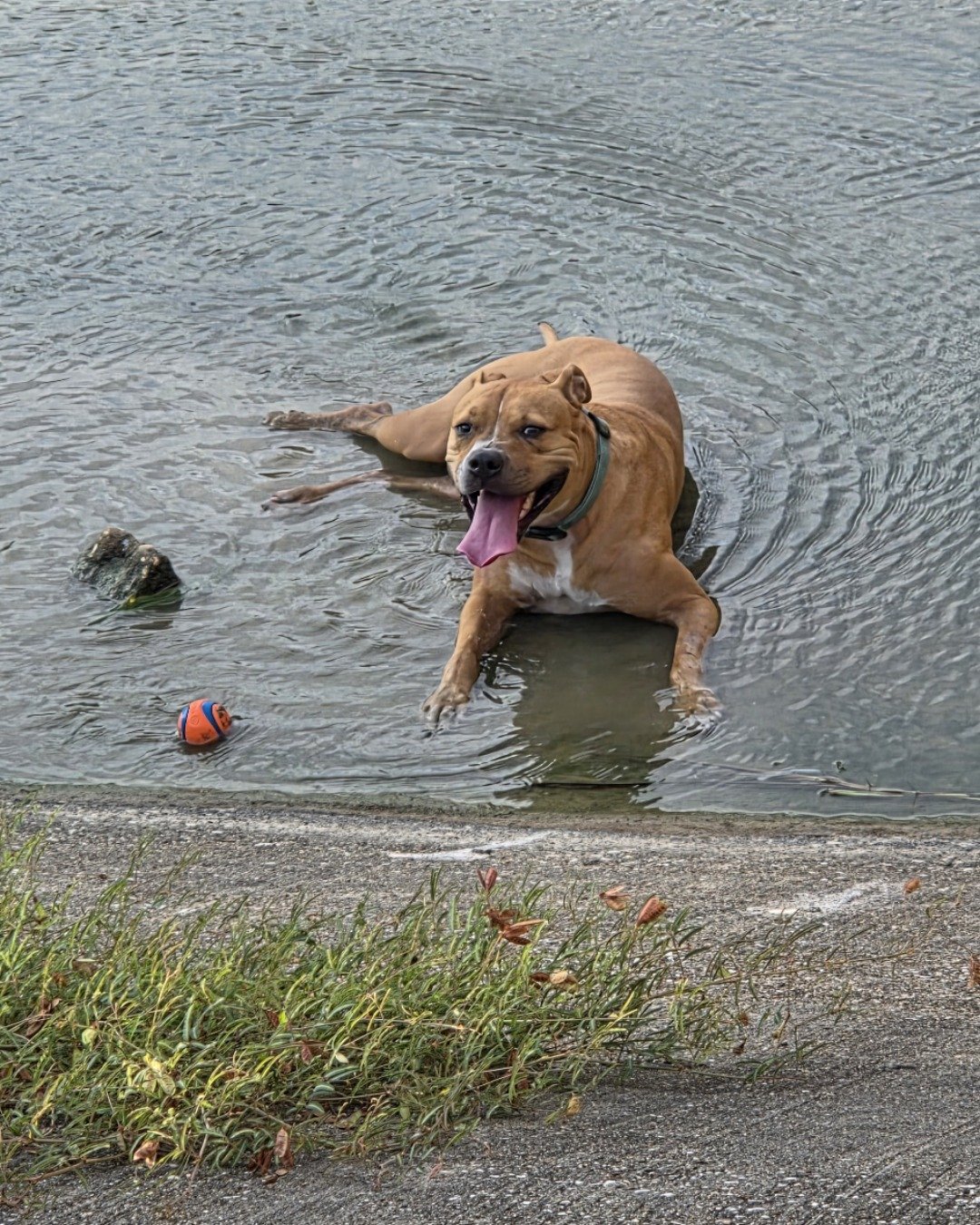 Tater the boxer mix. Ball, Sport, Tennis, Tennis Ball, Football, Soccer
