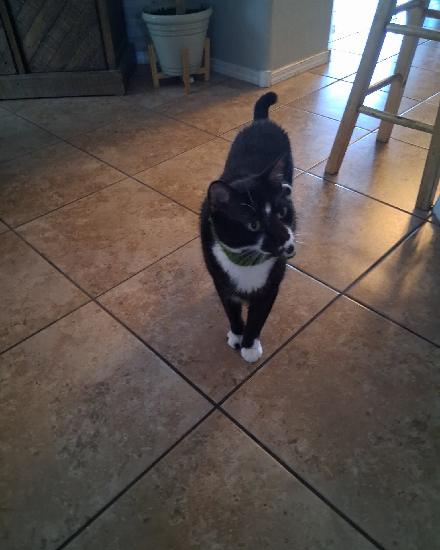 Fluffer/Asher/Namour the domestic short hair cat/Tuxedo cat/Chartuex. Floor, Flooring, Wood, Hardwood, Accessories, Strap