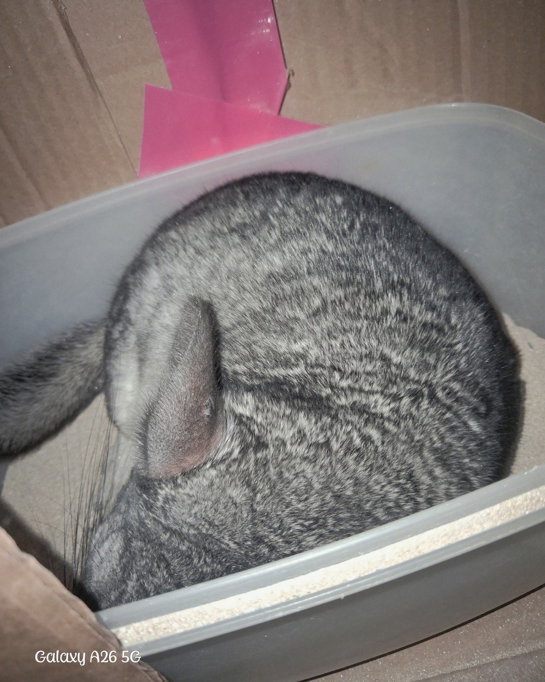 Chimmichanga the Chinchilla. Rodent, Chinchilla, Cat