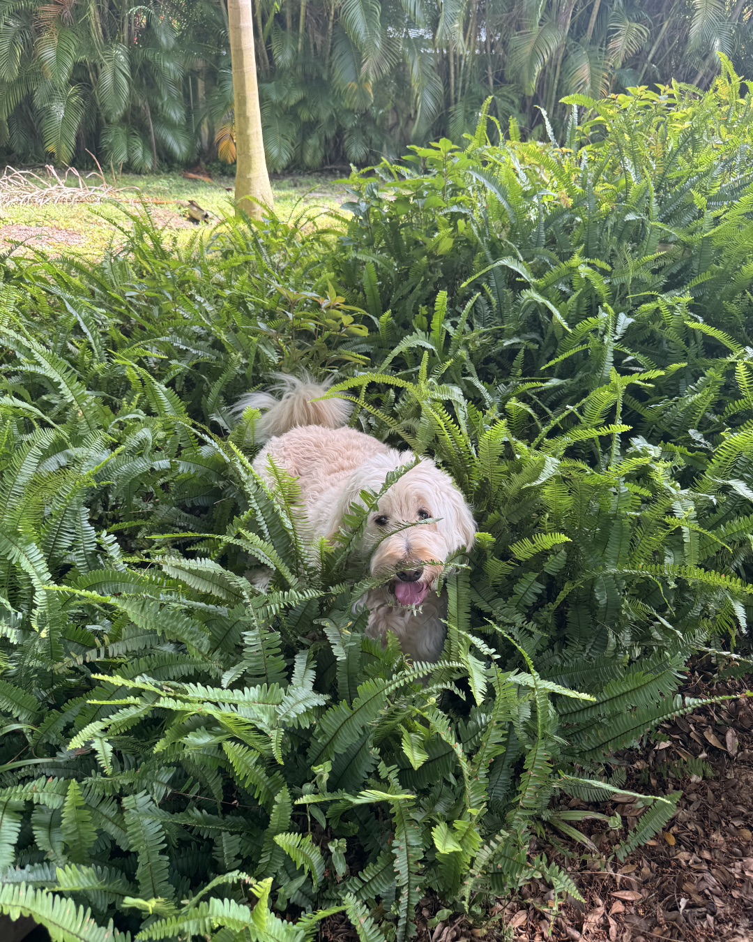 Bria the Goldendoodle — Plant, Vegetation, Fern, Leaf, Dog, Herbal