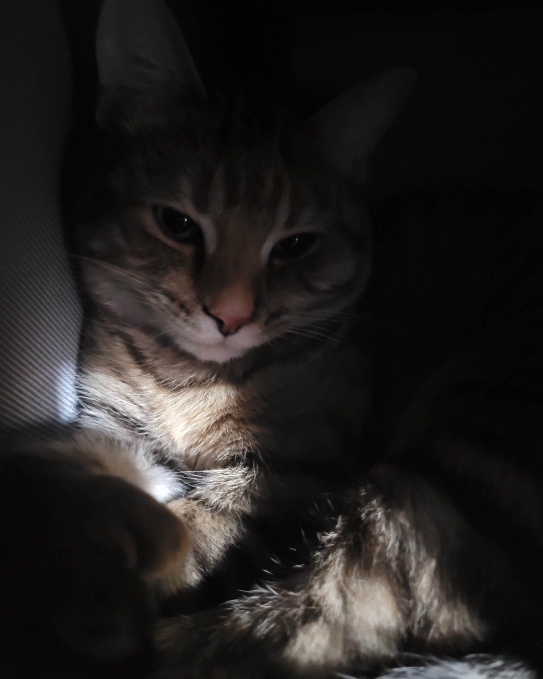 Ainé. Cat, Kitten, Couch, Furniture