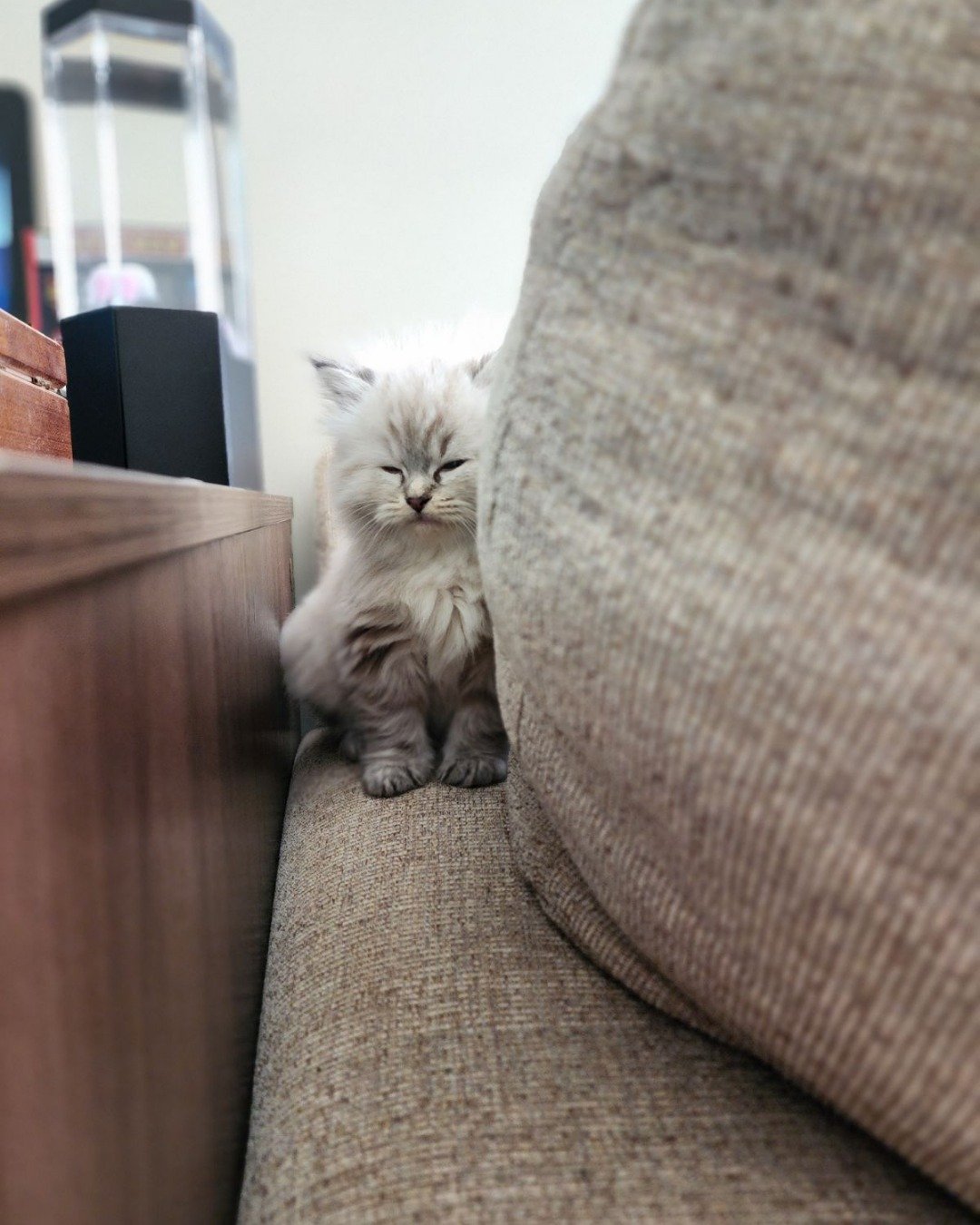 Luna the Persian Ragdoll. Cat, Kitten, Furniture