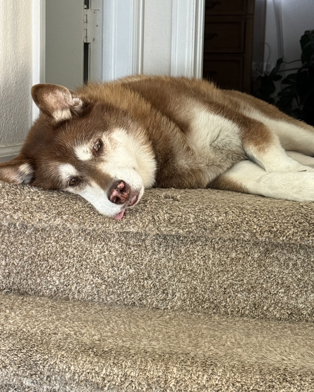 Nala the Siberian Husky — Dog, Husky, Puppy