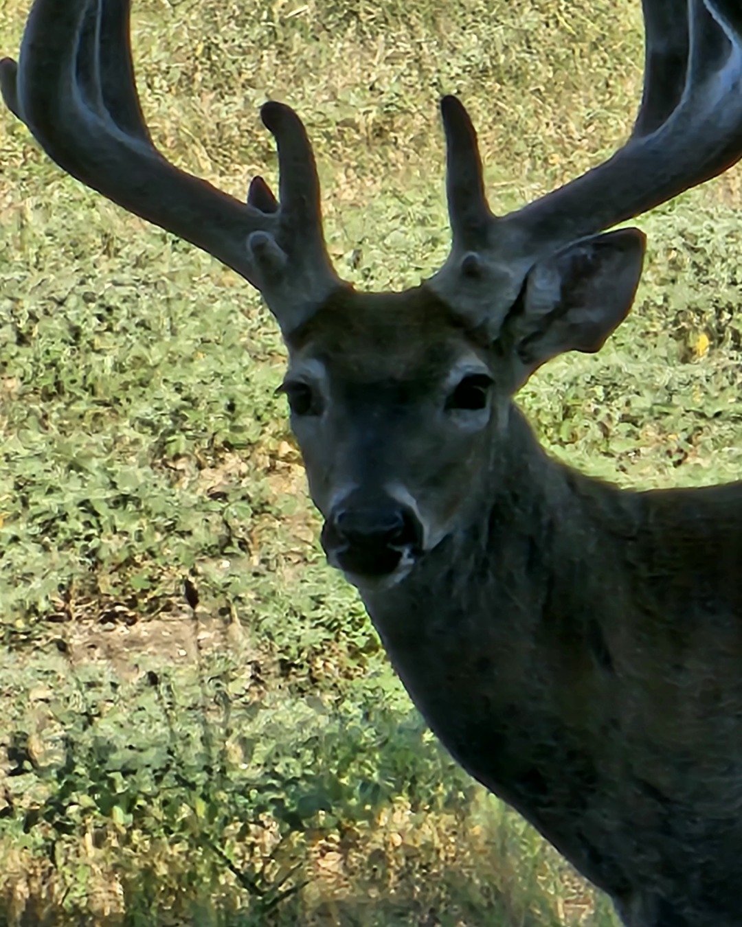 Nature the Deer,Axis Deer,Bucks,Axis Bucks. Deer, Elk, Antelope, Antler