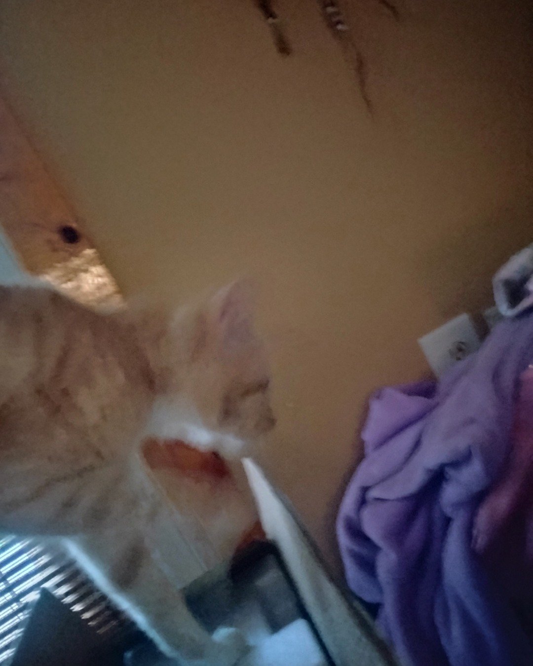 Zack. Indoors, Furniture, Cat, Kitten, Person