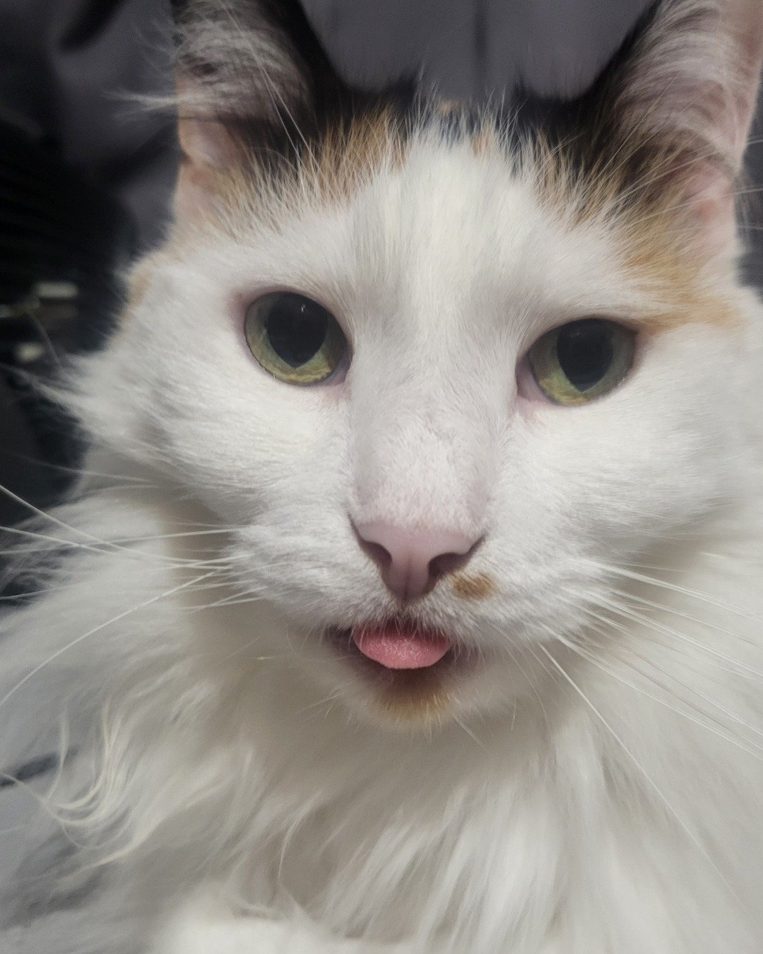 daisy. Angora, Cat, Body Part, Mouth, Person