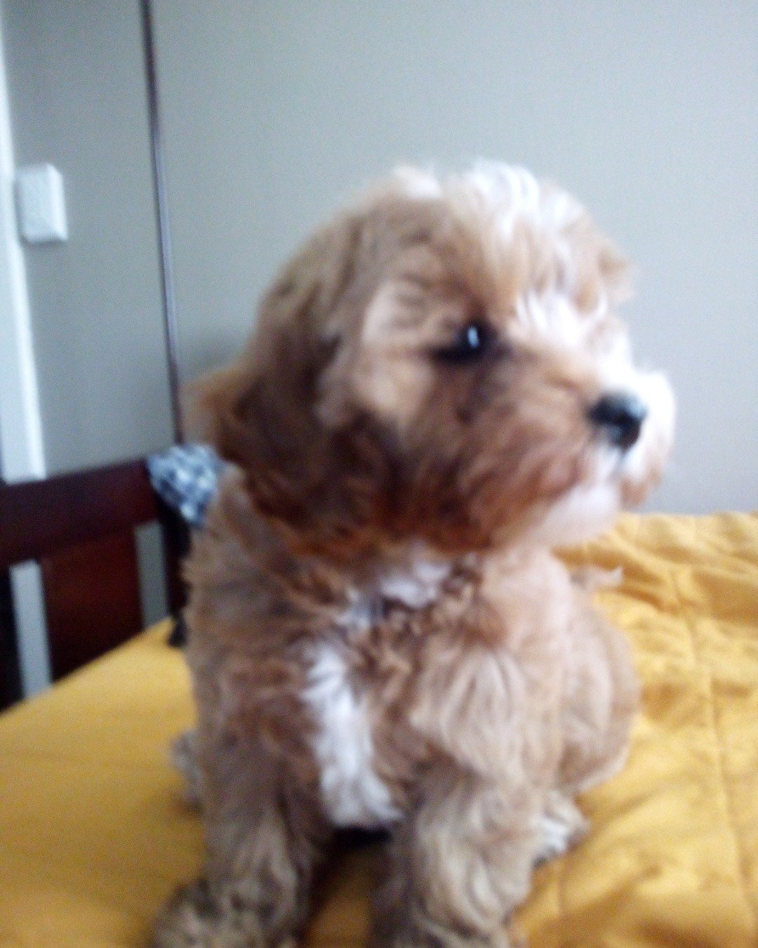 Bruno. Dog, Puppy, Furniture