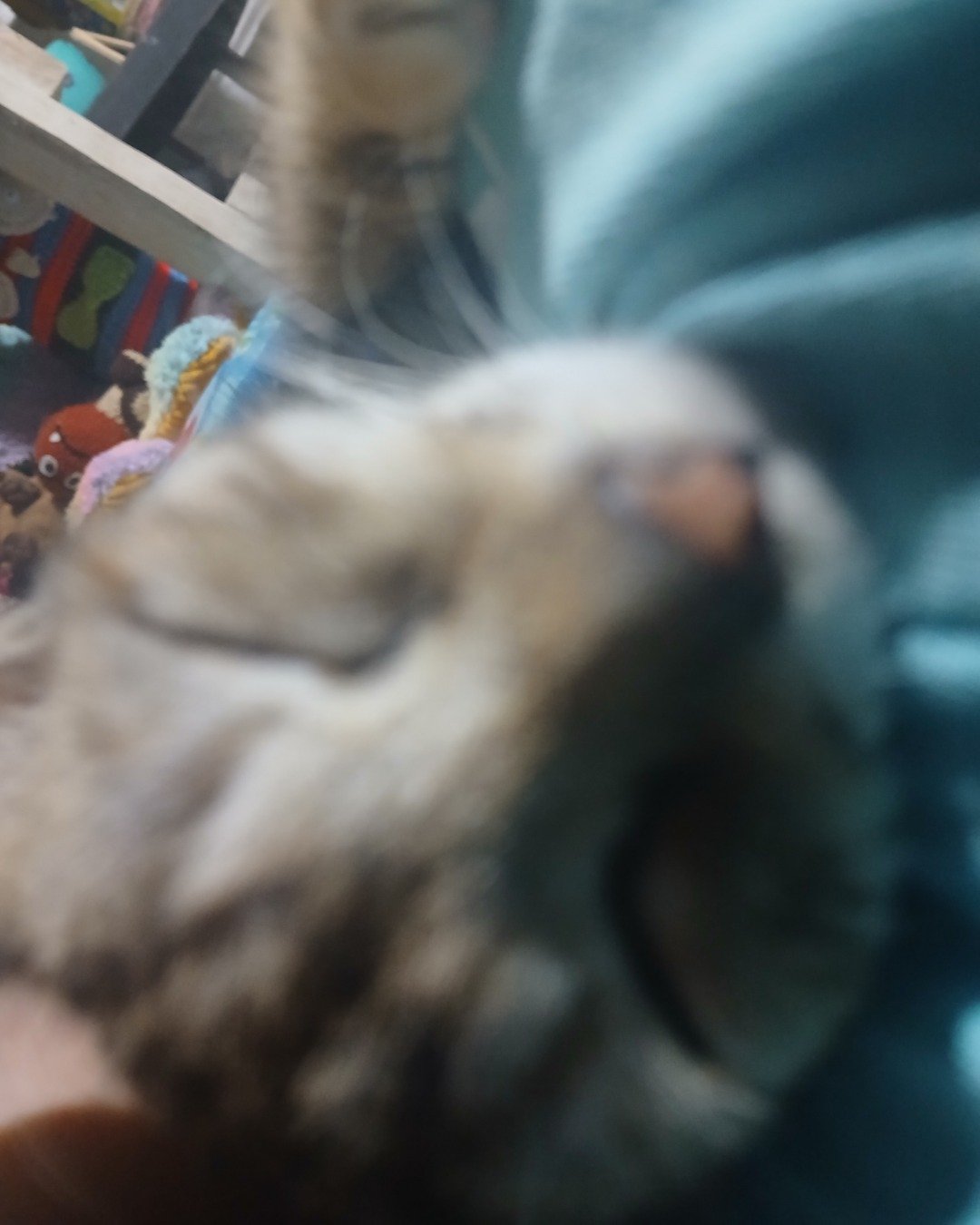 willow the tabby. Person, Sleeping, Cat, Kitten, Furniture
