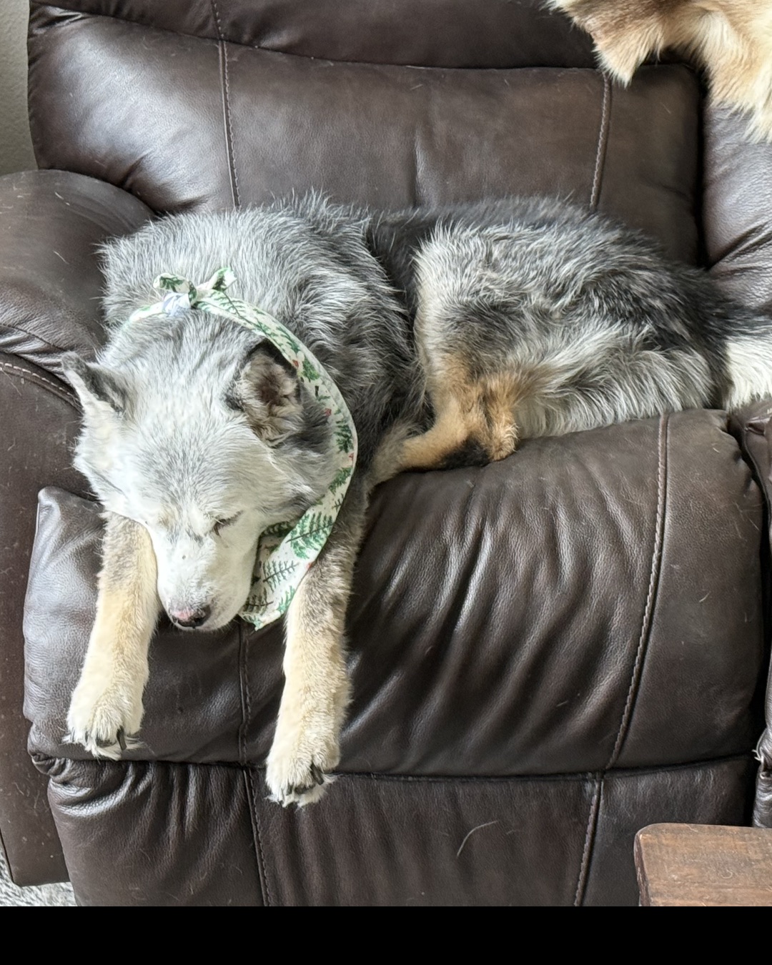 Loki the Husky Mix