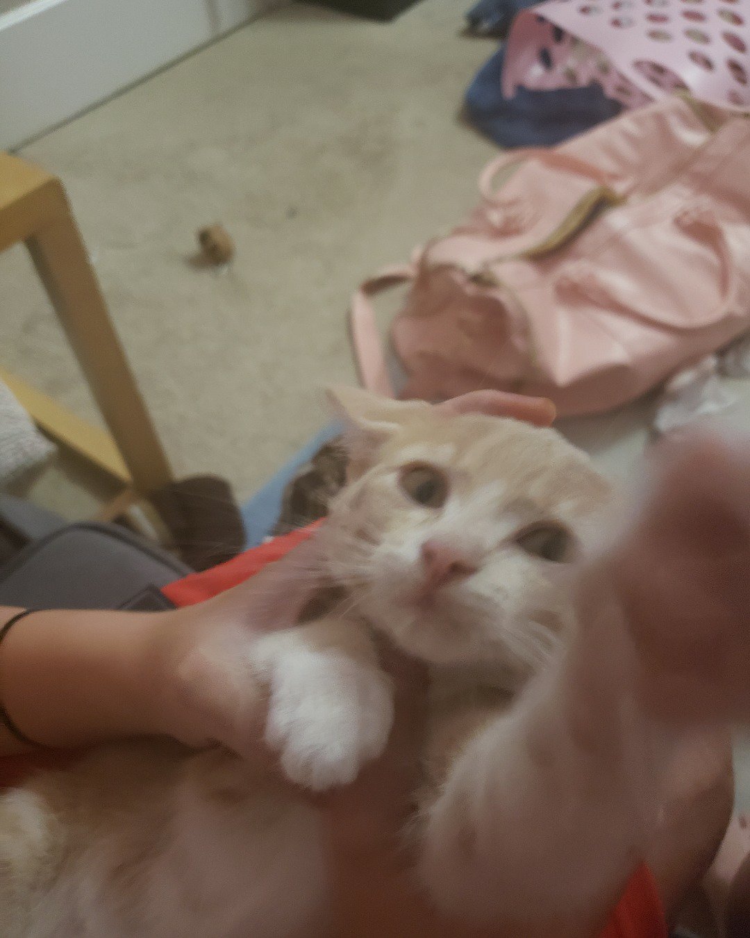 Cheesecake the Domestic short hair. Cat, Kitten, Person