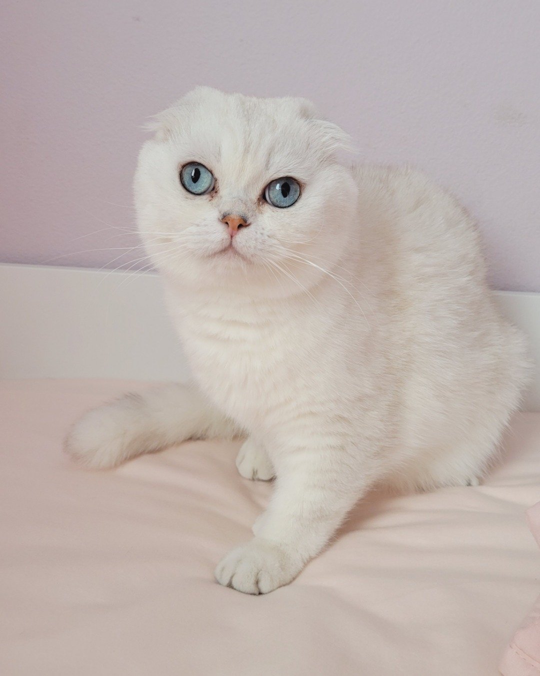 kenaz the Scottish fold. Angora, Cat, Kitten