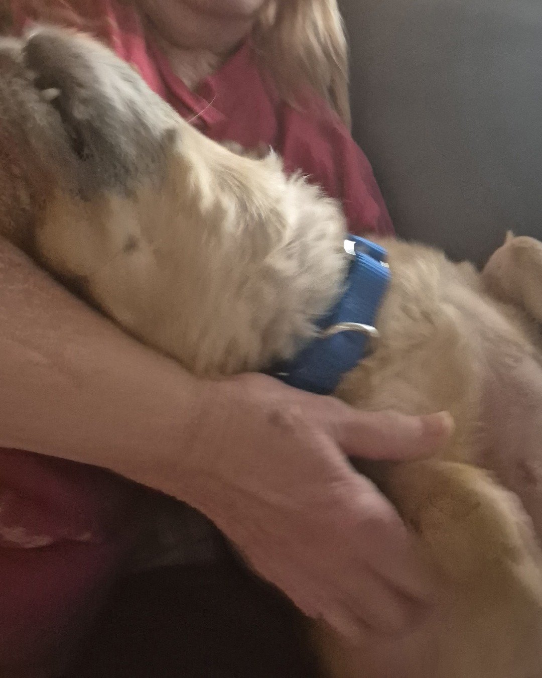 rusty. Dog, Puppy, Accessories, Couch, Furniture, Person