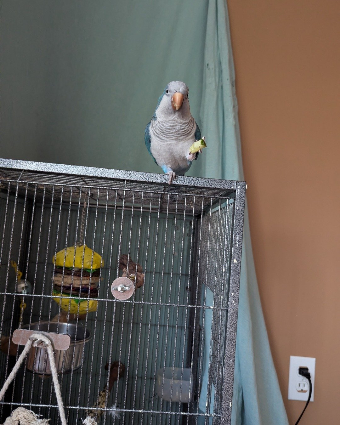 pixie the Quaker parrot. Bird, Parakeet, Parrot, Chicken, Fowl, Poultry