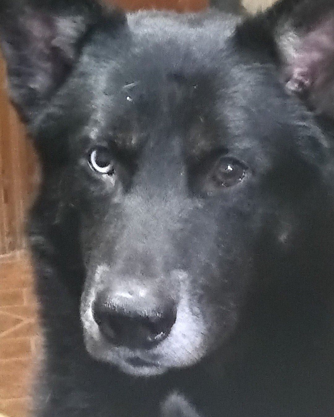 Niko. Dog, Puppy, Husky