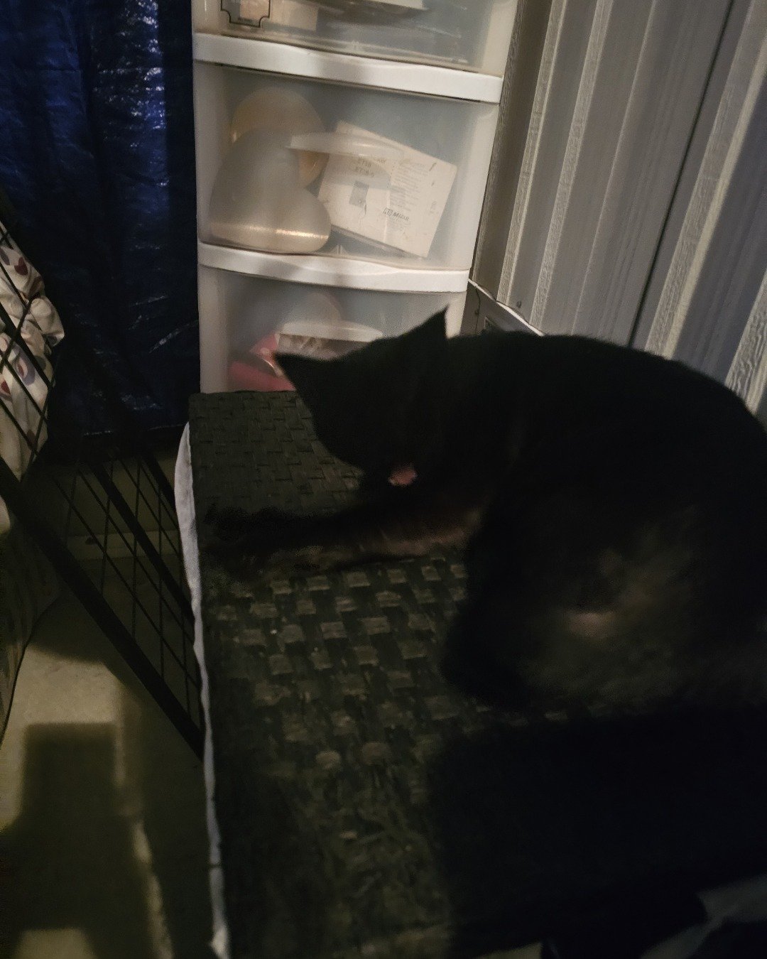precious the idk. Cat, Furniture, Closet, Cupboard, Cabinet