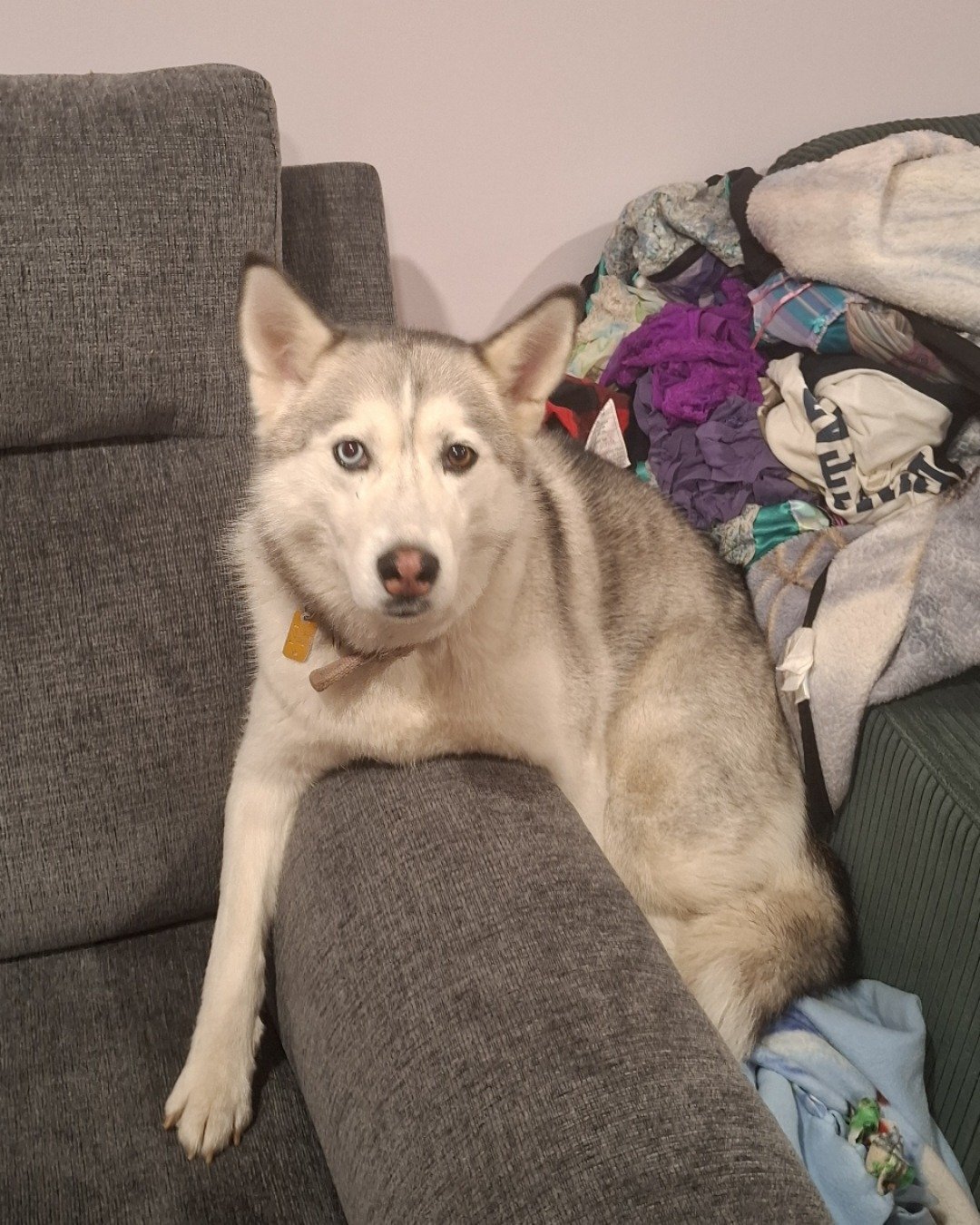 Athena the husky. Dog, Husky, Puppy, Couch, Furniture
