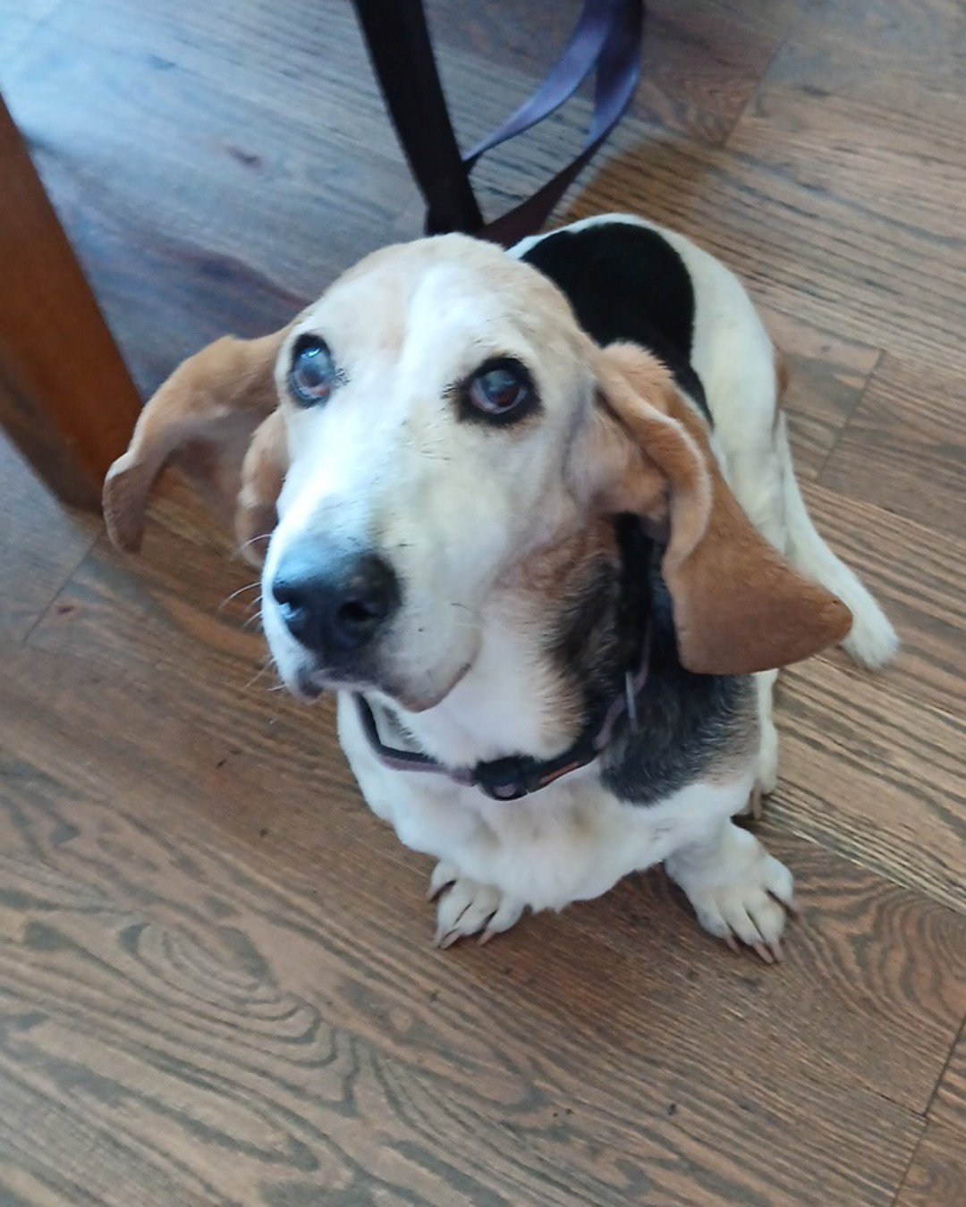 Lucy the basset hound — Dog, Hound, Puppy, Beagle, Wood