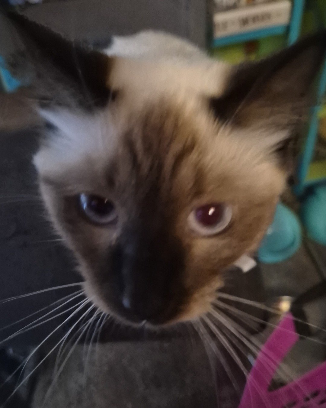 molly the siamese mix. Cat, Siamese