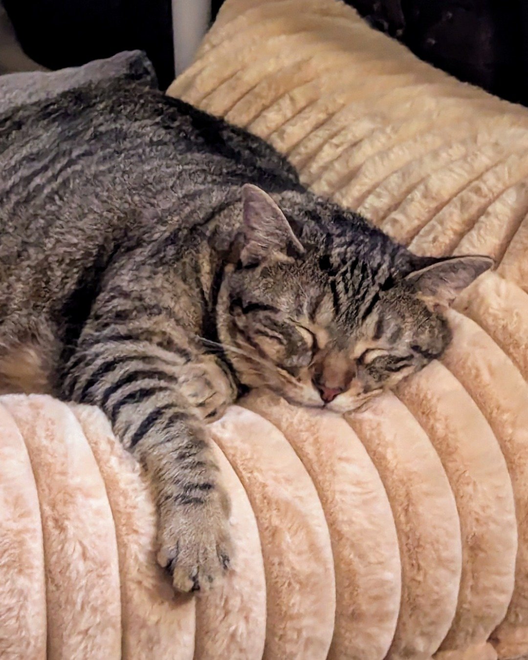 Cheddar Biscuit the Brown Tabby Shorthair. Couch, Furniture, Cushion, Home Decor, Blanket, Cat
