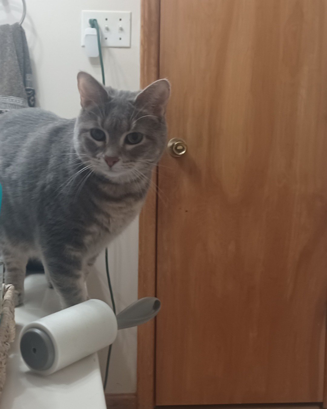 dutchess the short haired cat. Cat, Wood