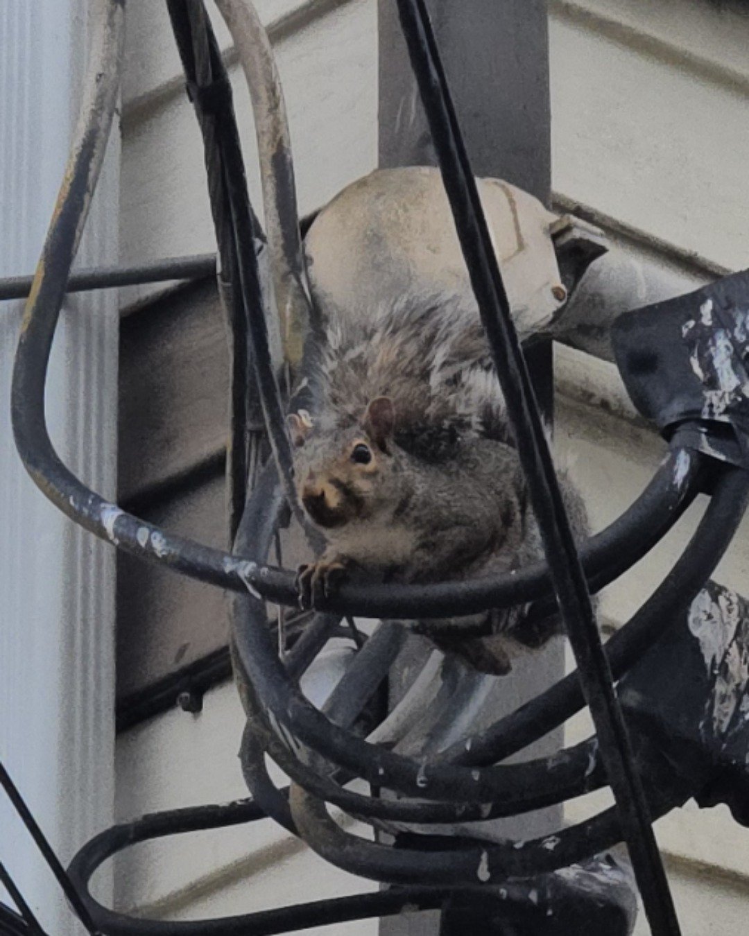 Wild Of the Wild. Rodent, Rat, Squirrel