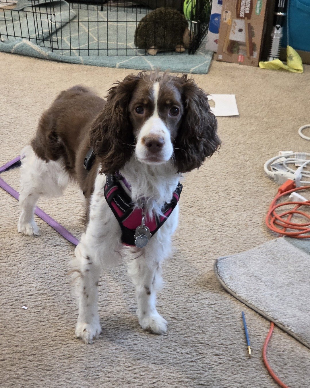 Sparky the English Springer Spaniel. Accessories, Strap, Dog, Puppy, Cocker Spaniel