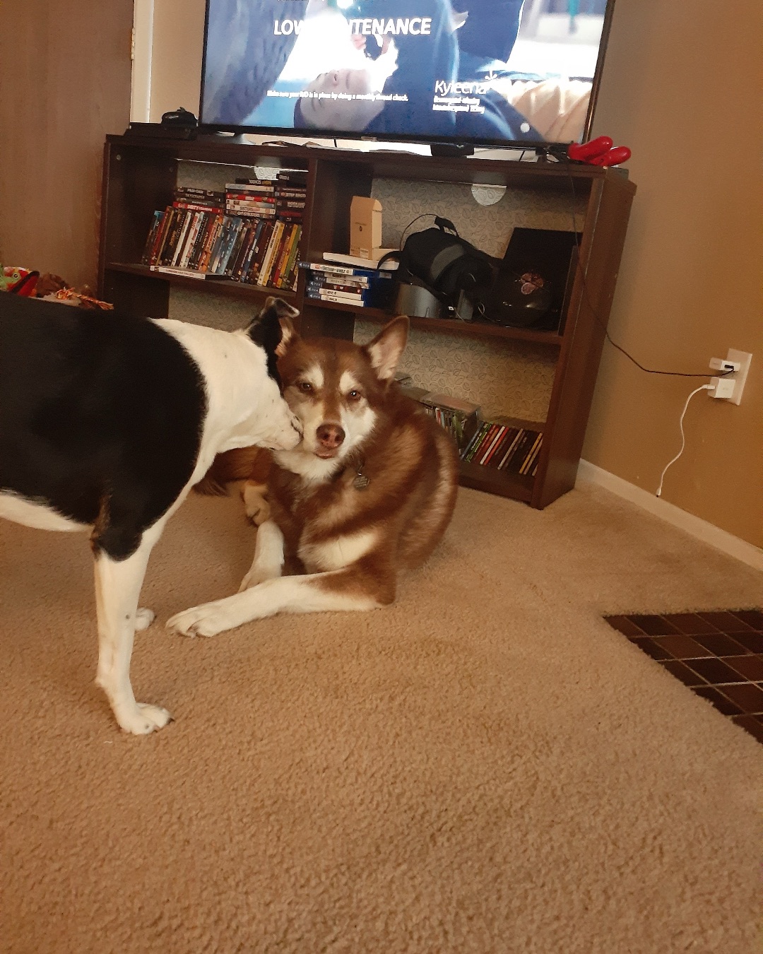 Midi the Aussie/ Blue Heeler — Electronics, Screen, Computer Hardware, Hardware, Monitor, Floor