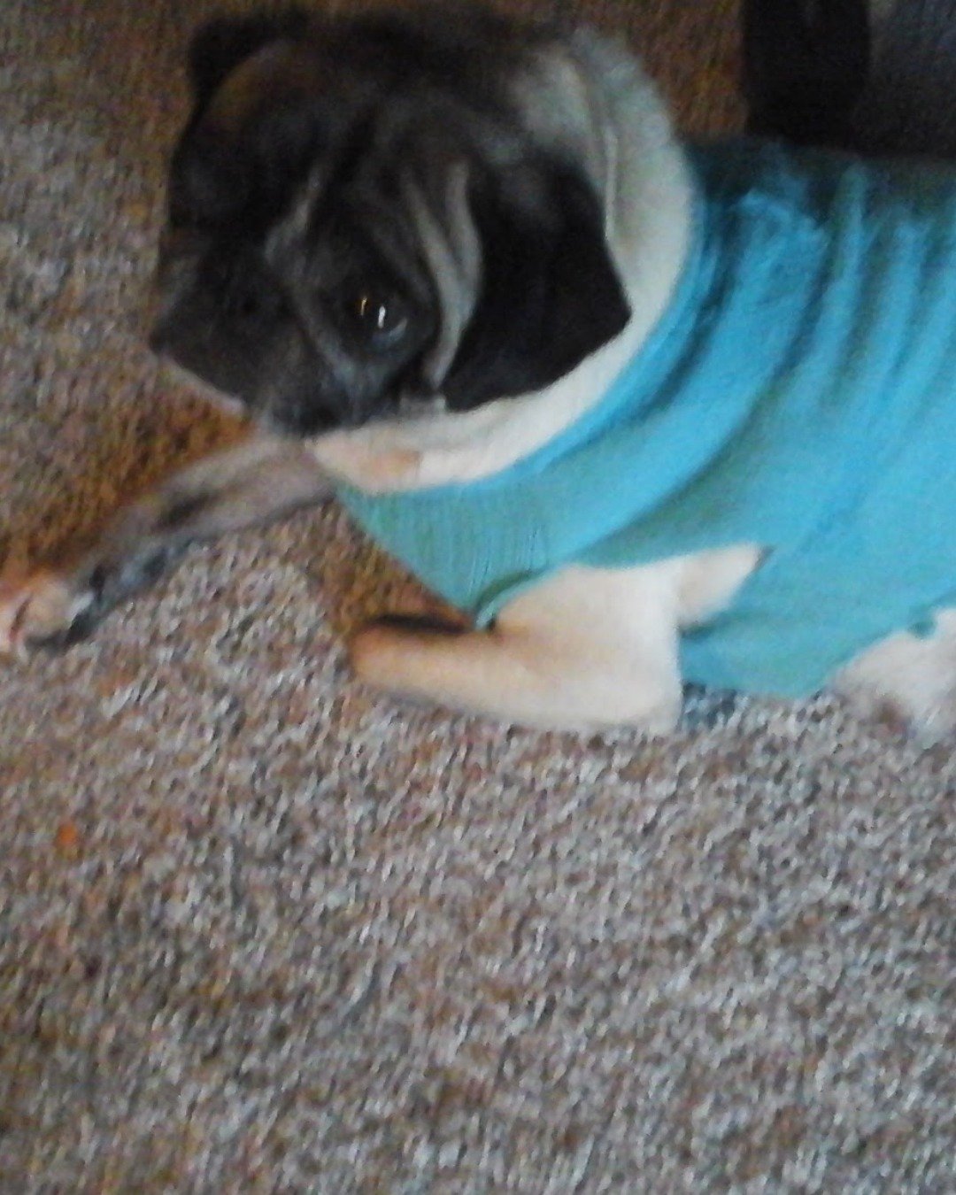 layla the pug. Dog, Pug, Cat