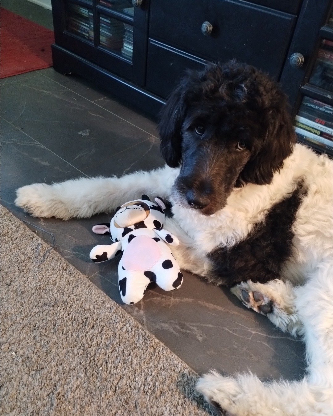 Gracie the Newfypoo. Dog, Puppy, Toy, Poodle