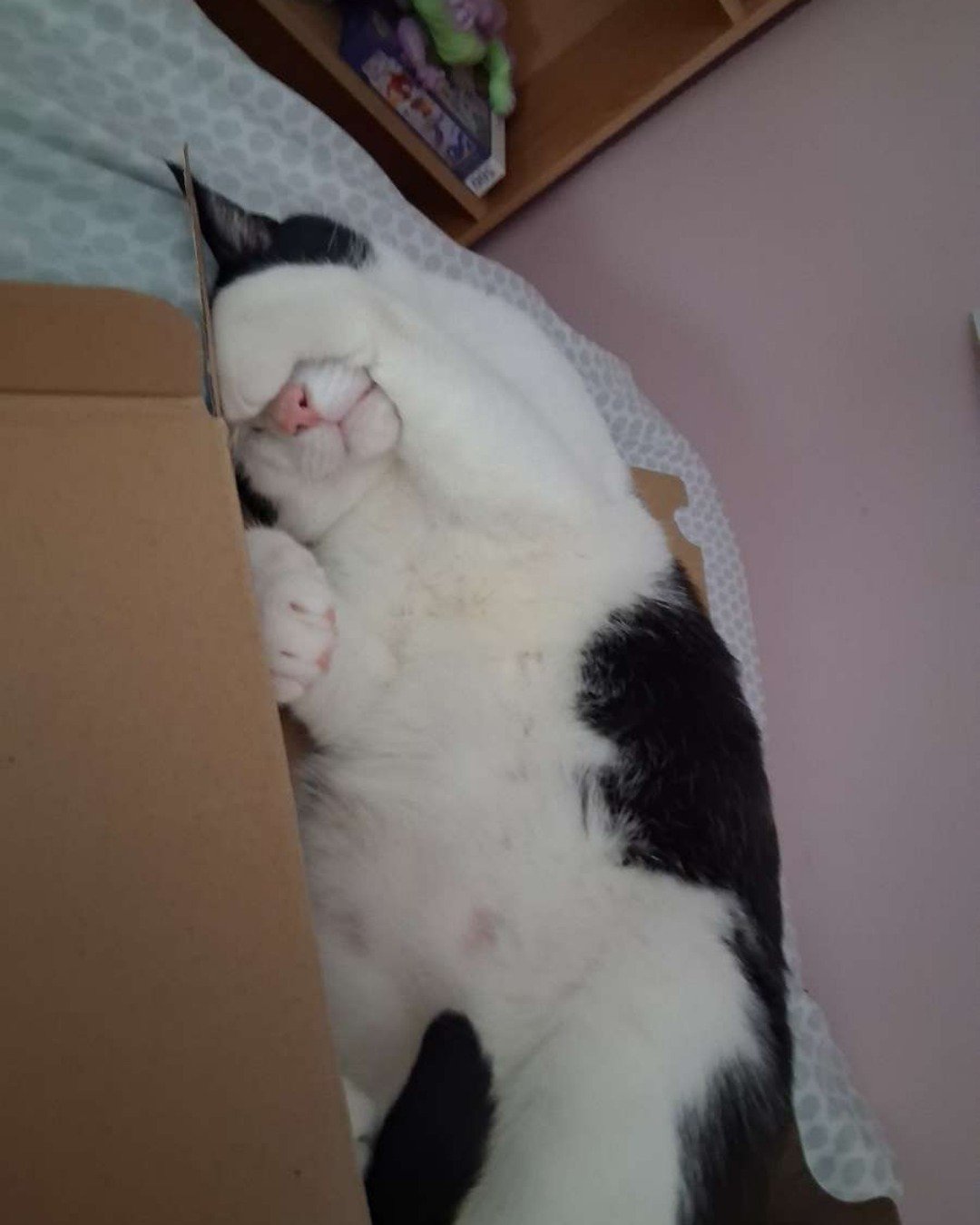 soup the Tuxedo cat. Person, Sleeping, Cat, Kitten
