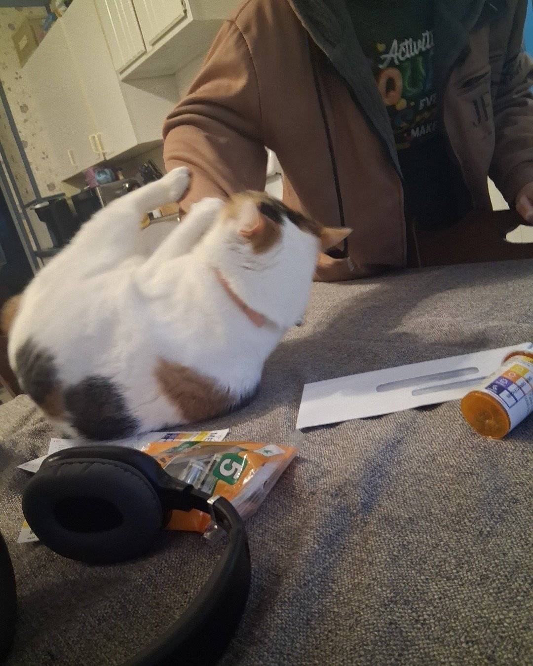Callie the Calico maincoon. Furniture, Table, Cat, Electronics, Rabbit, Appliance