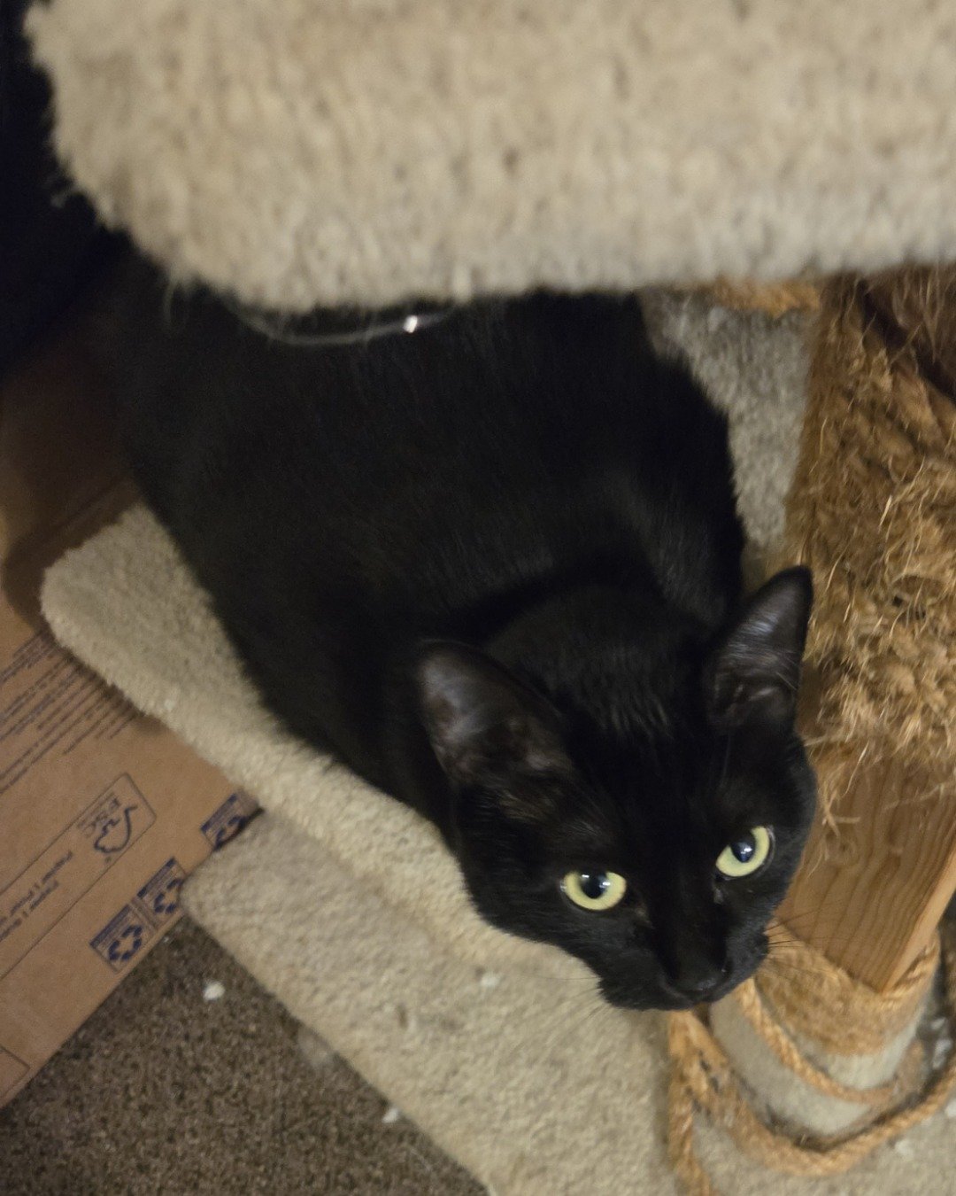 Twix the black cat. Cat, Black Cat