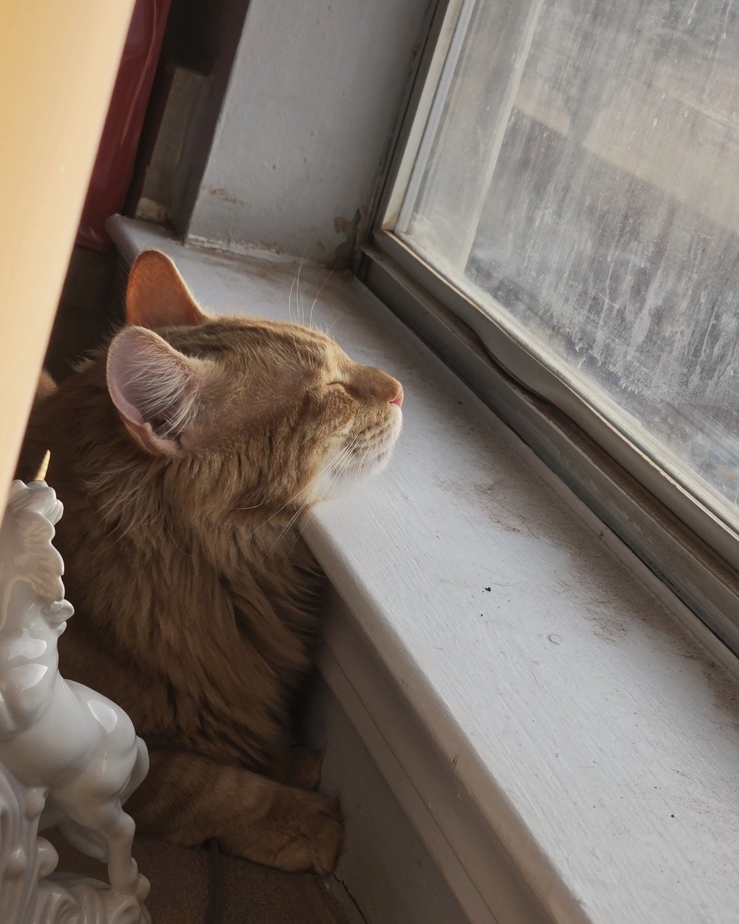 Jean-Luc the Orange Domestic Longhair. Window, Windowsill, Cat
