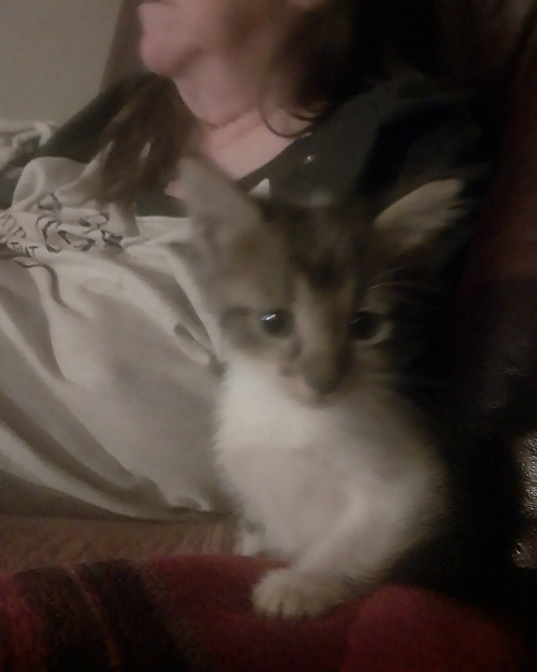 butter the idk what he is for rn :(. Cat, Kitten, Person