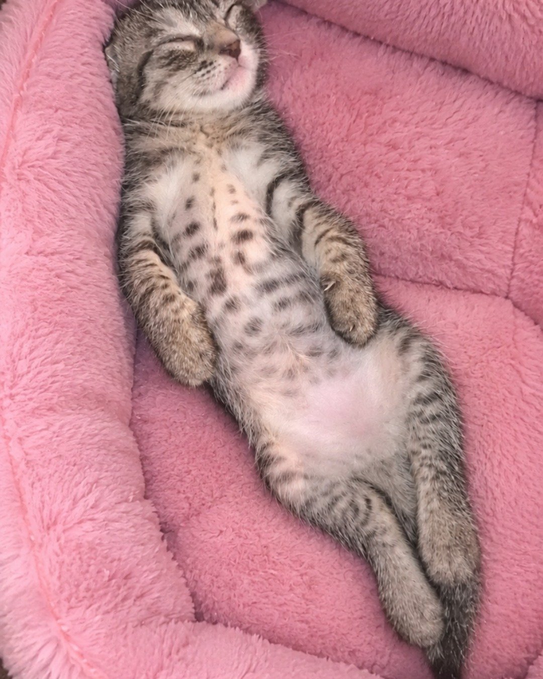 Santiago the kitty. Cat, Kitten