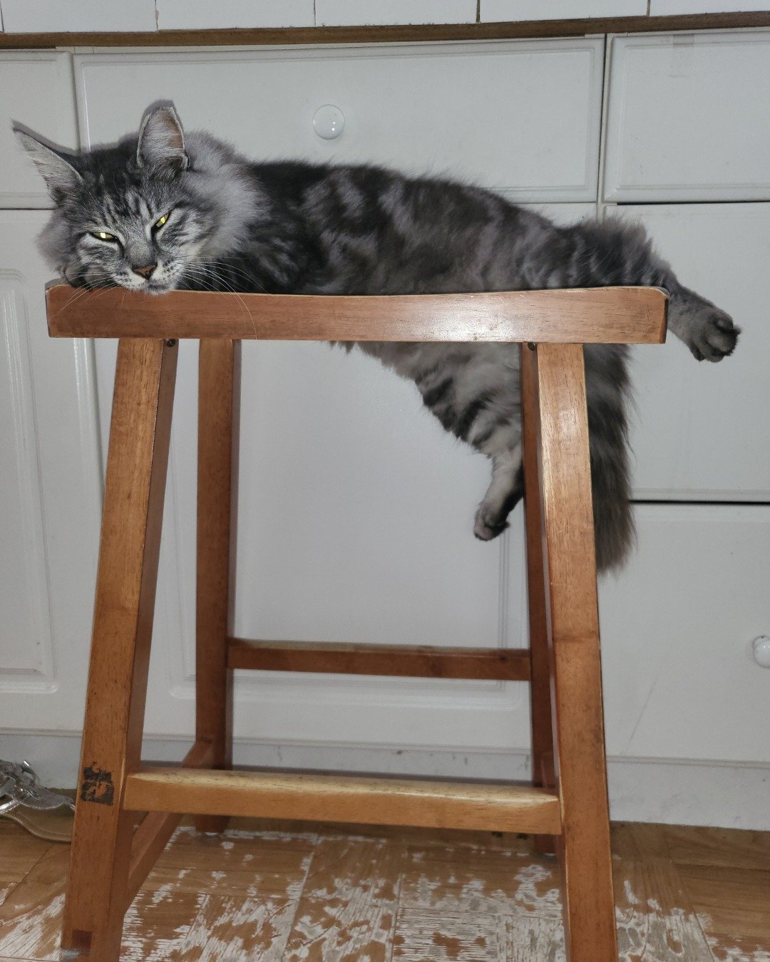Yeti Freddie. Wood, Hardwood, Furniture, Cat, Bar Stool, Desk