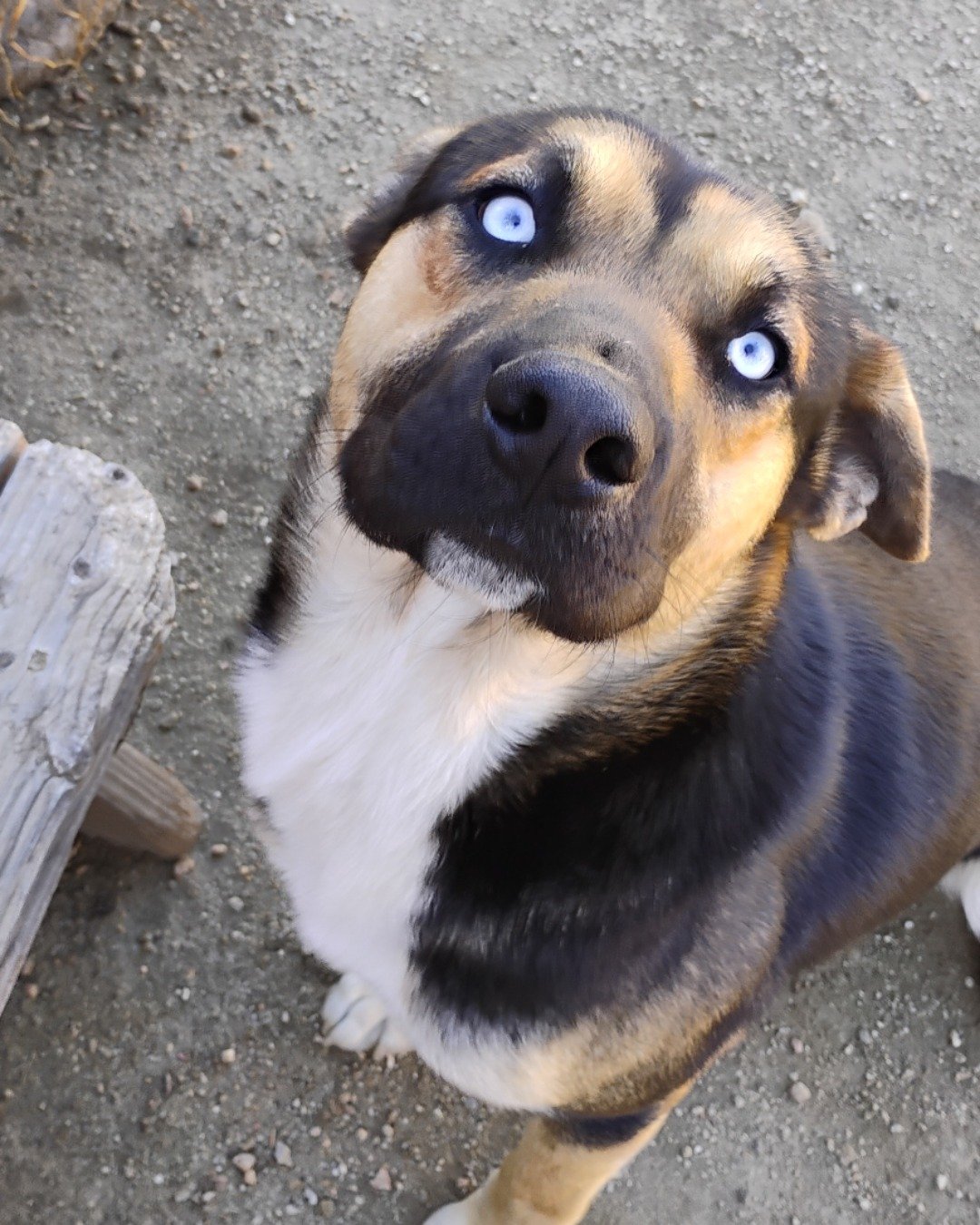 Obie the German shepherd mix. Dog, Hound, Puppy, Wood, Snout