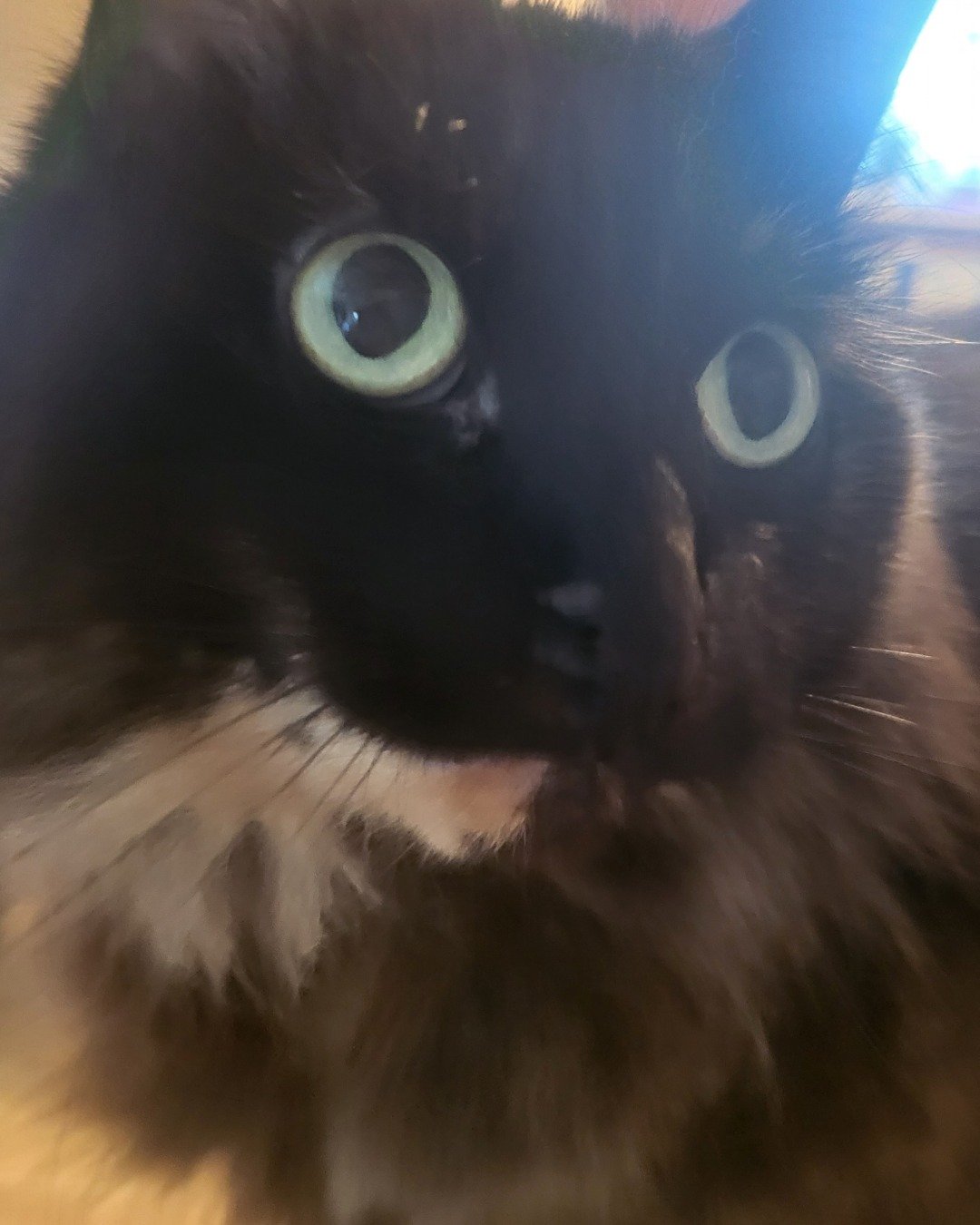 Minnie. Cat