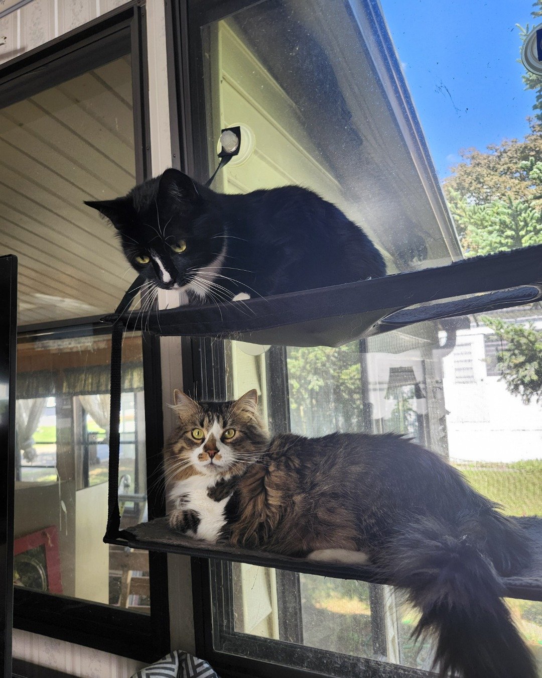 Nala the tuxedo. Architecture, Building, Outdoors, Shelter, Cat, Kitten