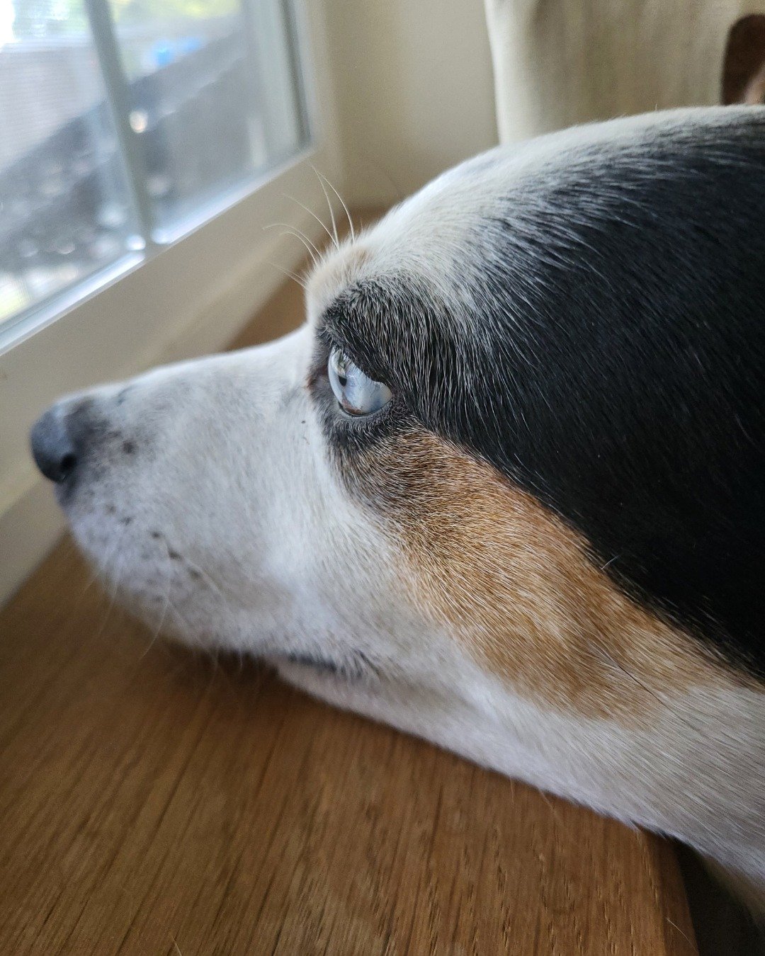 Billy the 1/4 Chihuahua 3/4 Queensland healer. Dog, Hound, Beagle, Puppy, Snout, Indoors