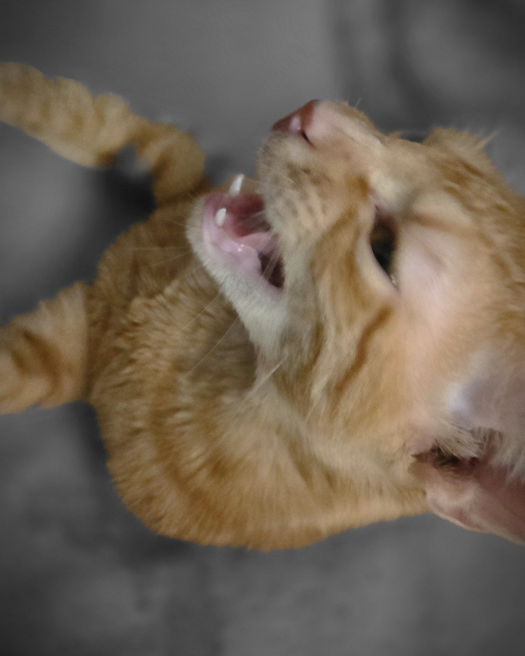 Hades the Orange cat. Cat, Kitten, Body Part, Mouth, Person
