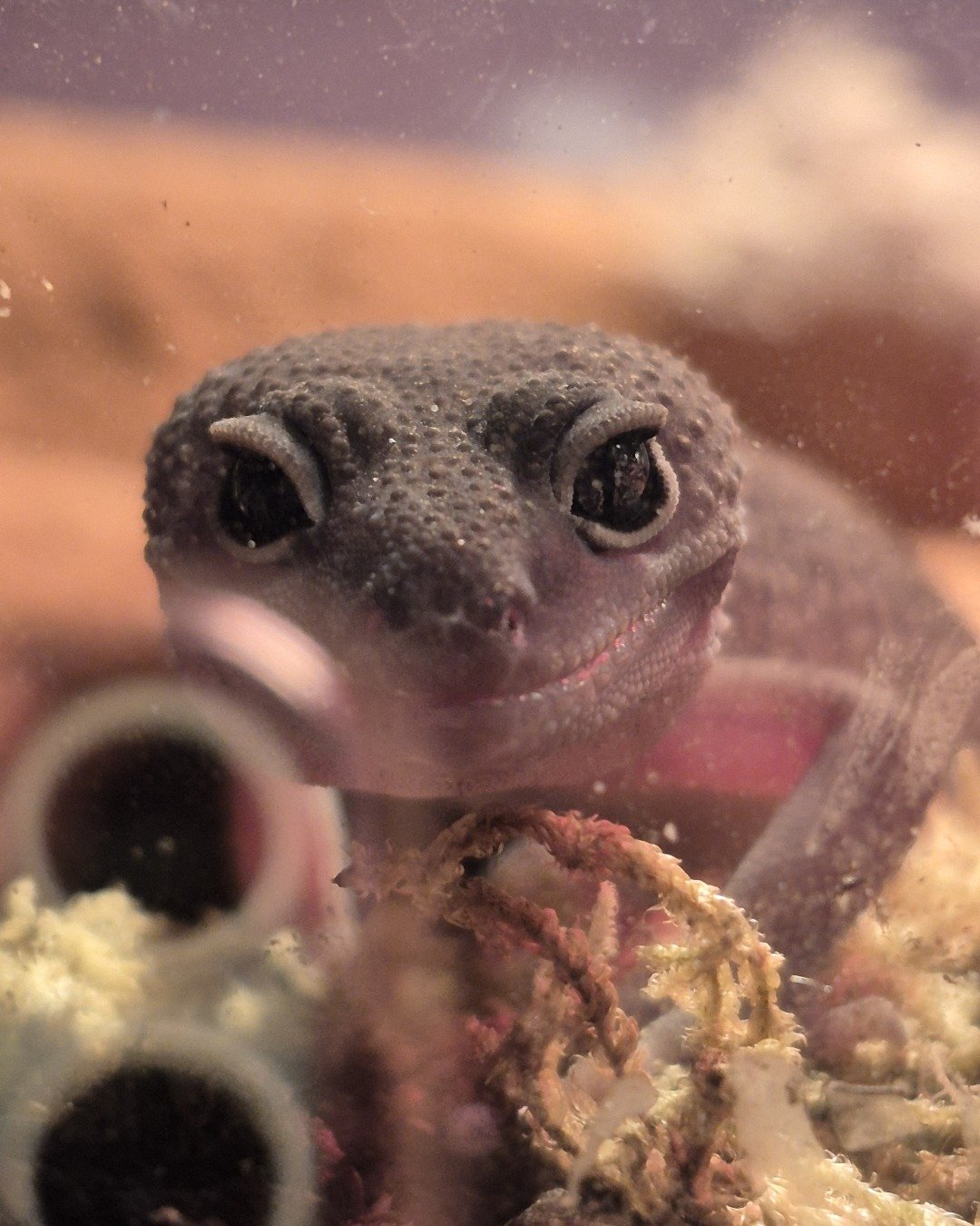 crystal the blizzard lepord gecko. Gecko, Lizard, Reptile