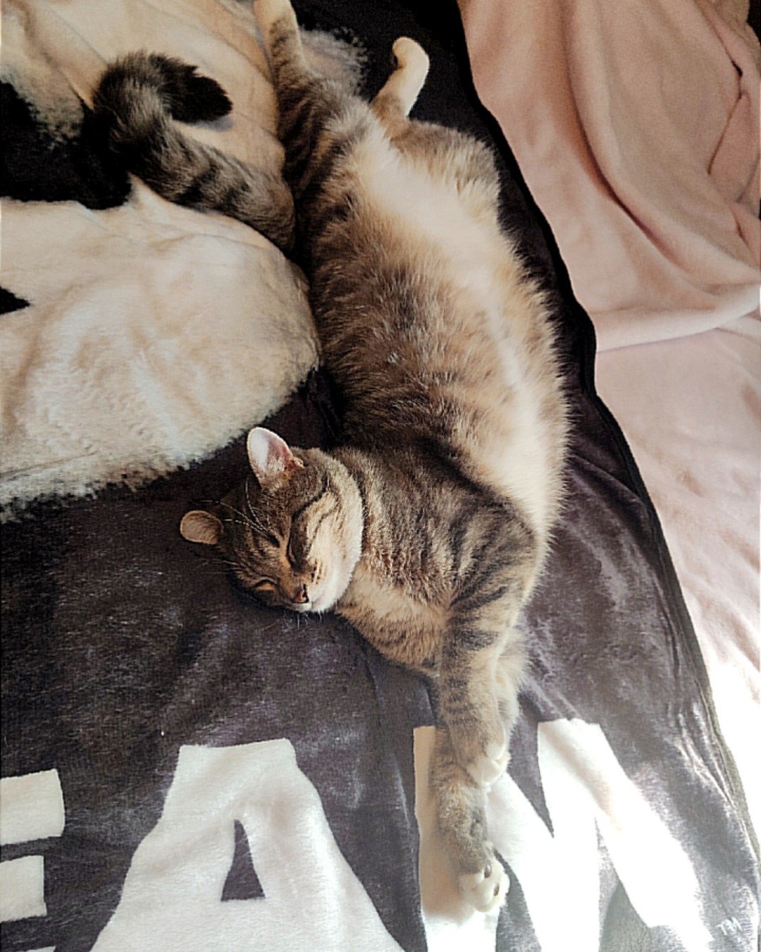 Jack Jack. Person, Sleeping, Cat, Kitten, Manx