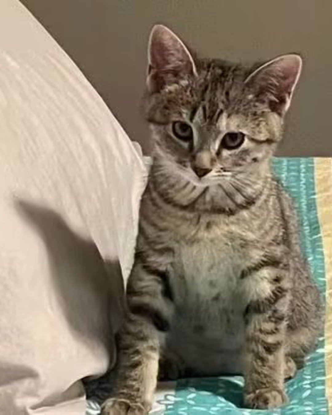 warrior. Cat, Abyssinian, Kitten